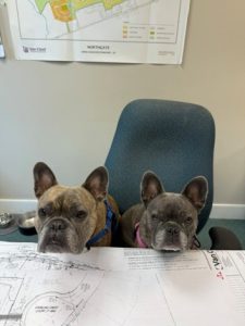 Two French bulldogs with collars sit on chairs at a desk covered with blueprints and maps, looking toward the camera.