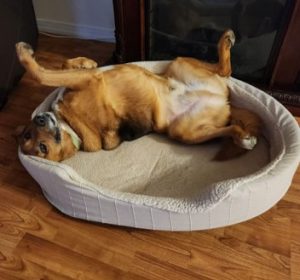 Corgi lying on its back in a round beige dog bed on a wood floor, belly exposed.