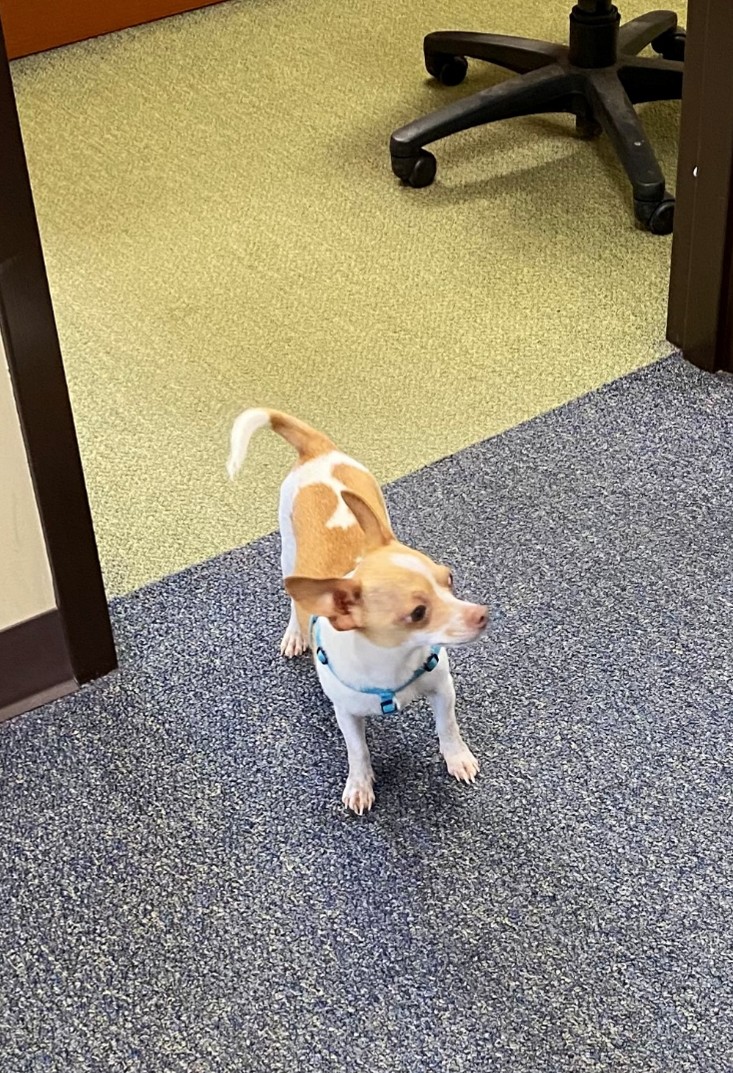 Small tan-and-white dog wearing a blue harness standing on blue carpet in an office hallway near a chair leg and doorway.