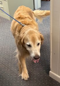 Golden retriever on a blue leash walking through an office hallway with tongue out.